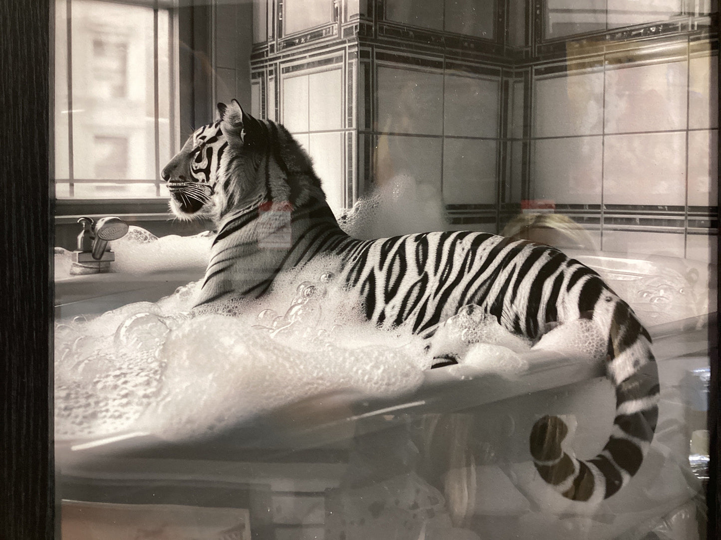 Tiger in Bath 40X40 AB2839 FN39 BLACK PLAIN